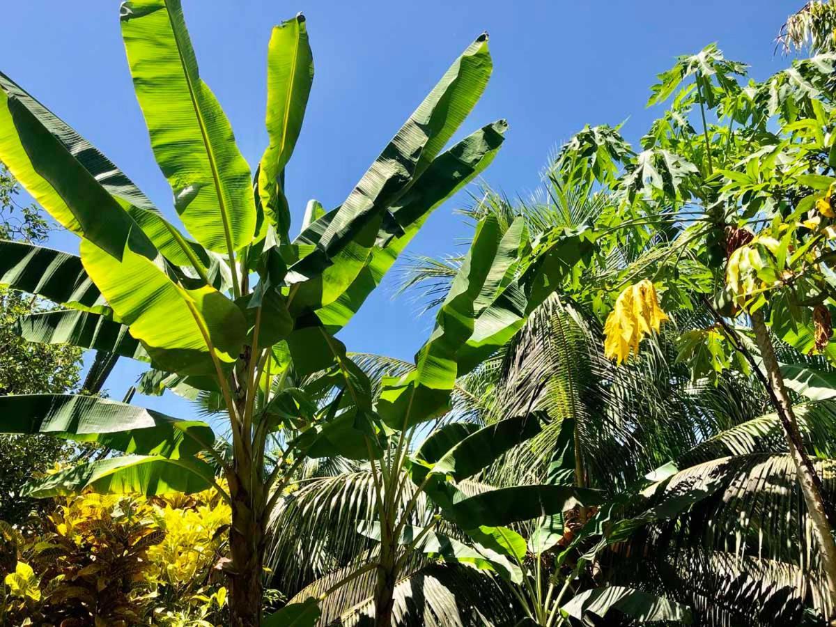 Secret Villa La Digue Exterior photo